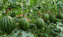 夏邑吃瓜最新事件爆料,揭秘背后惊人真相，网络热议持续升温